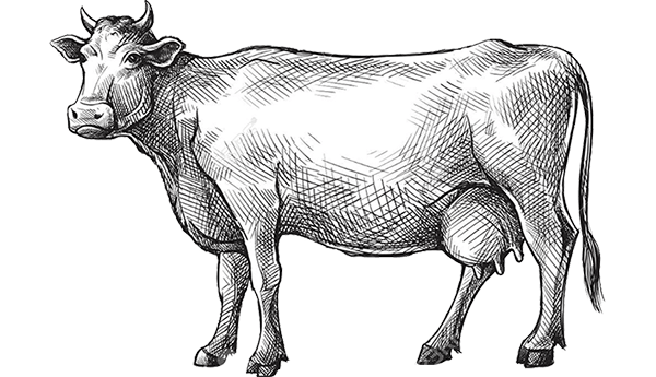 commercio bovini disegno di una mucca