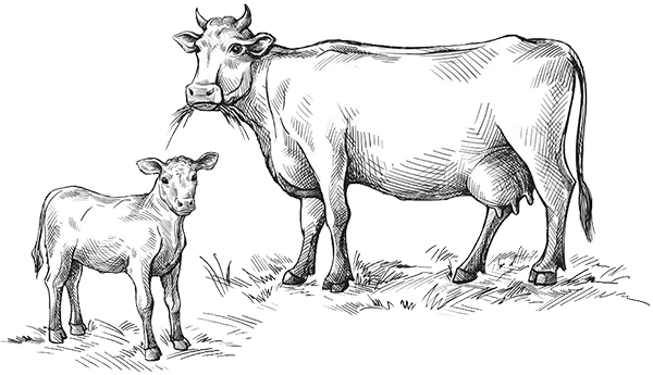 commercio bovini disegno mucca e vitello