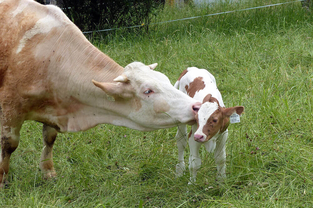 commercio bovini una mucca e un vitello nel prato