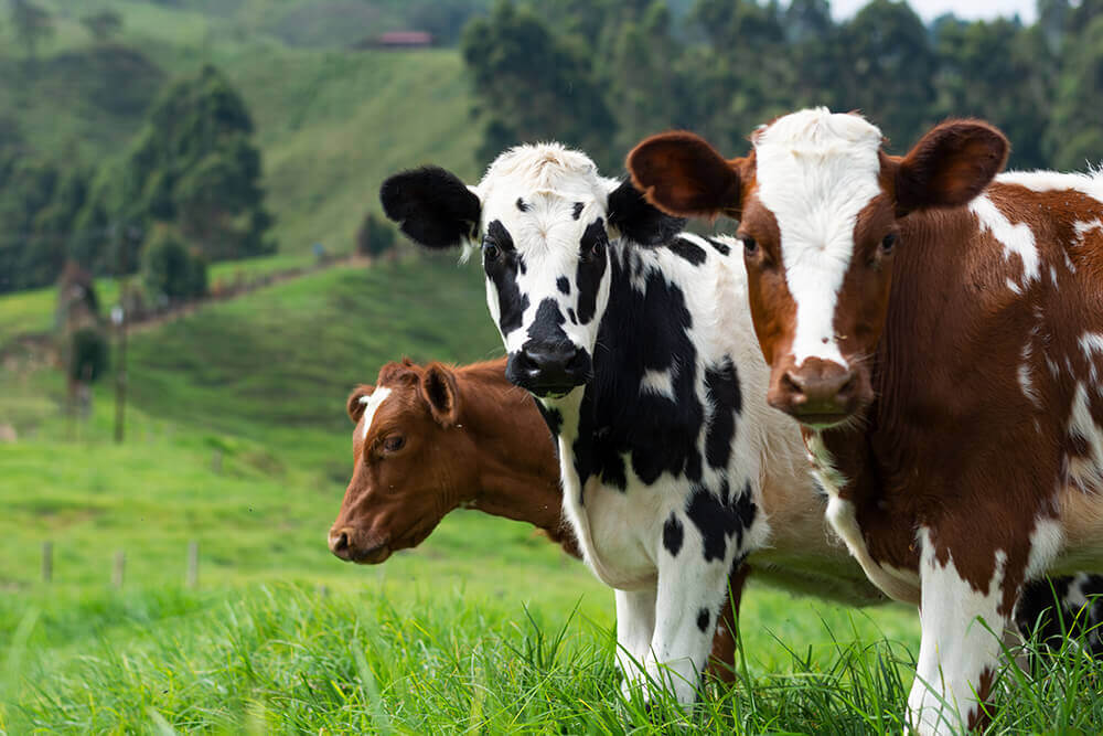 commercio bovini tre mucche nel prato