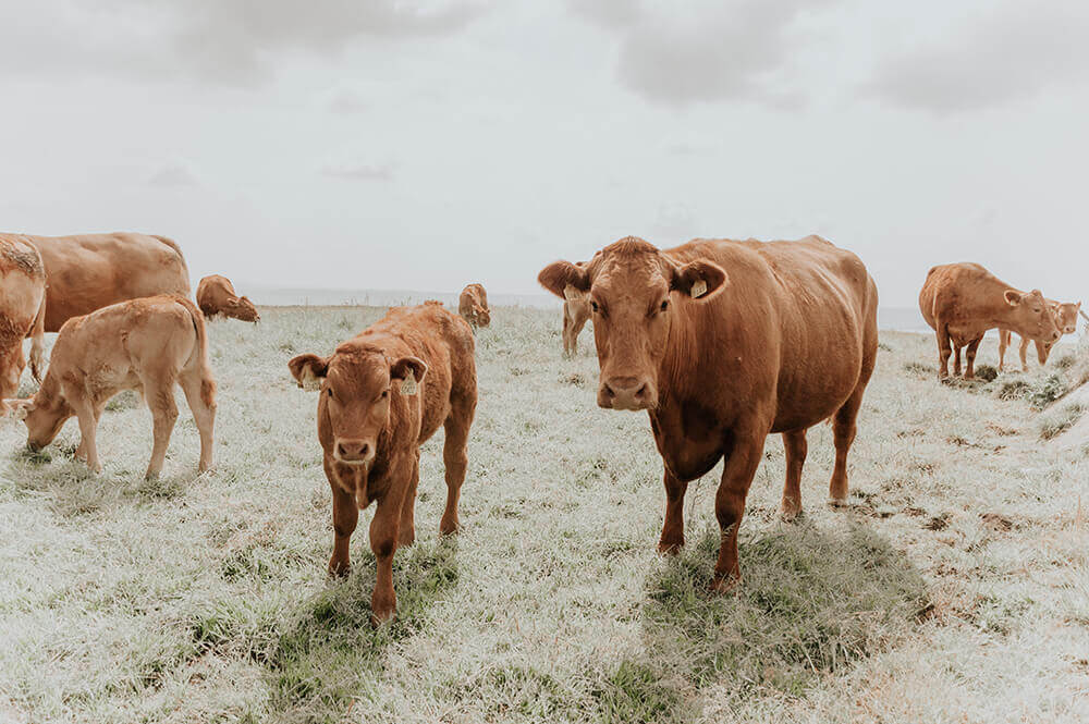 commercio bovini mucche jersey nel prato