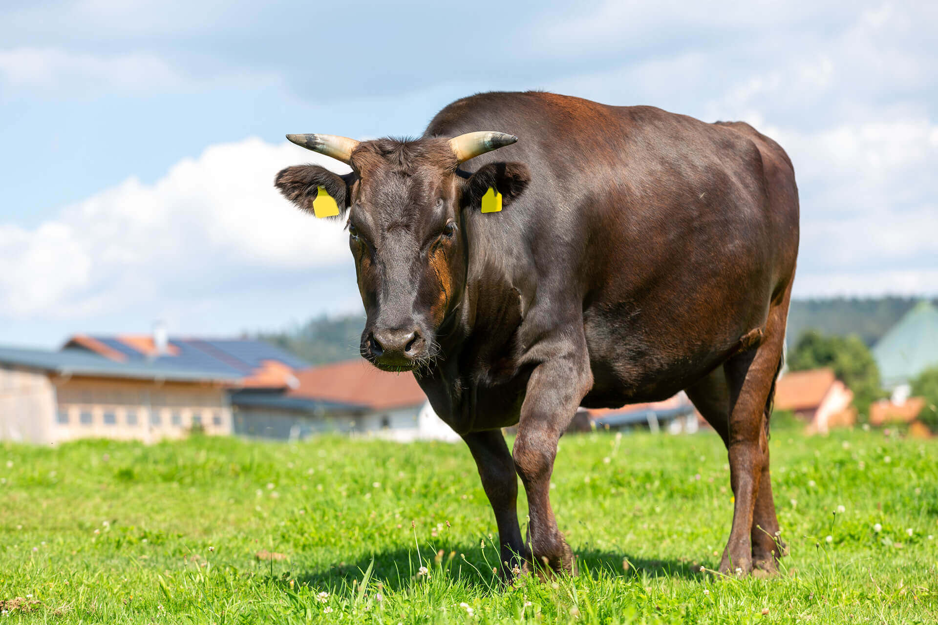 commercio bovini da carne una mucca nel prato