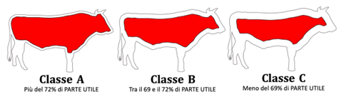 commercio bovini classificazione