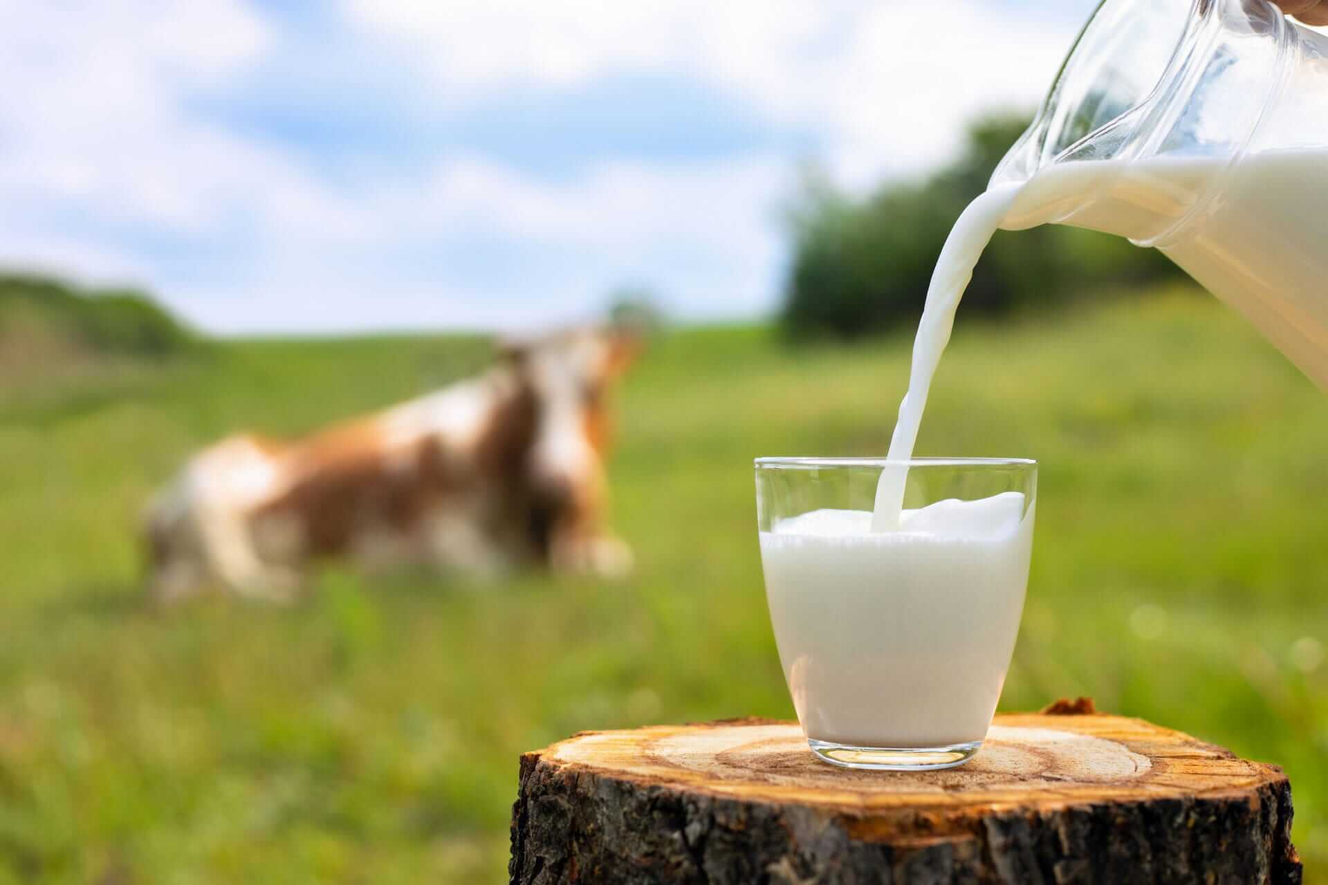 Incidenza del costo delle materie prime sulla produzione del latte