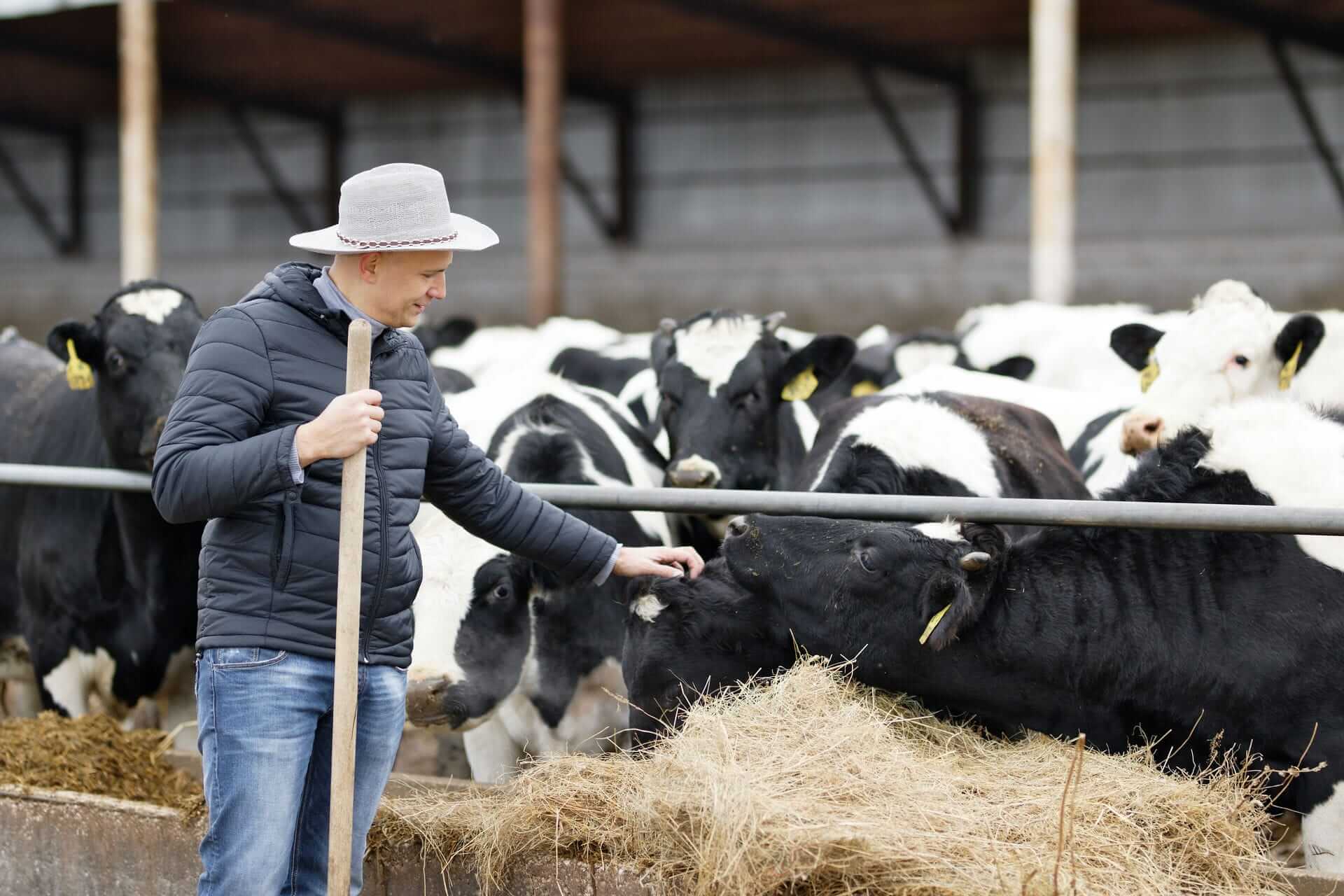 Allevatore di bovini che si prende cura del benessere dei propri bovini