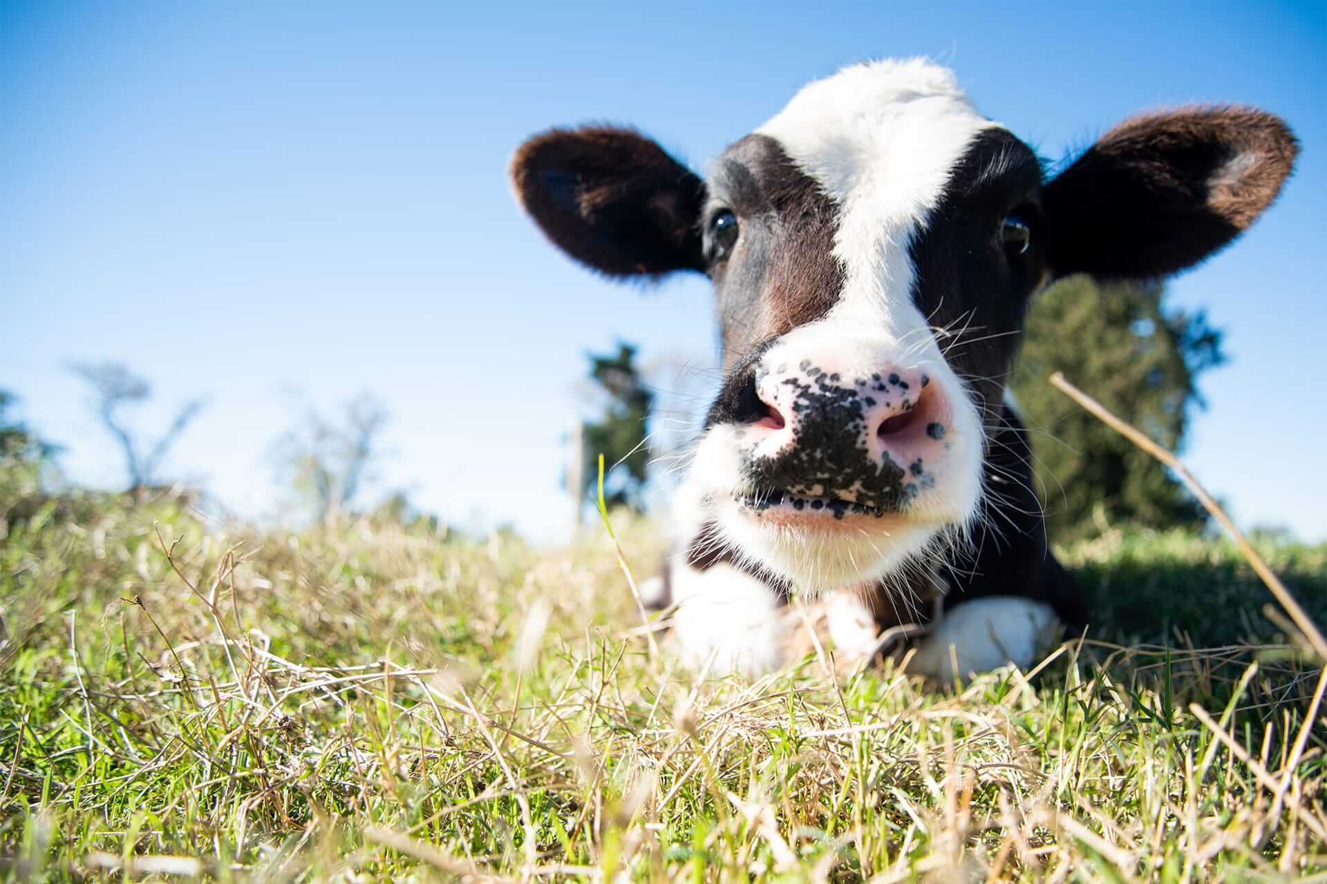 Approccio nella gestione dei vitelli da latte: vitello in salute