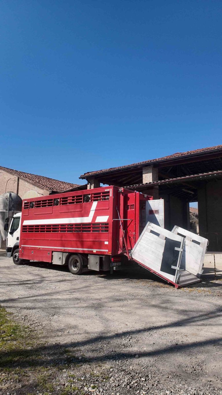 trasporto-bovini-camion