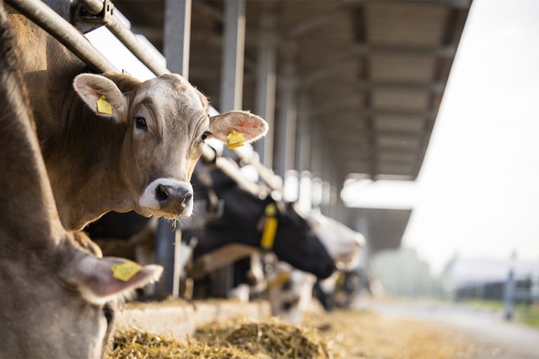 biosicurezza-in-allevamento-stalla-euroholstein