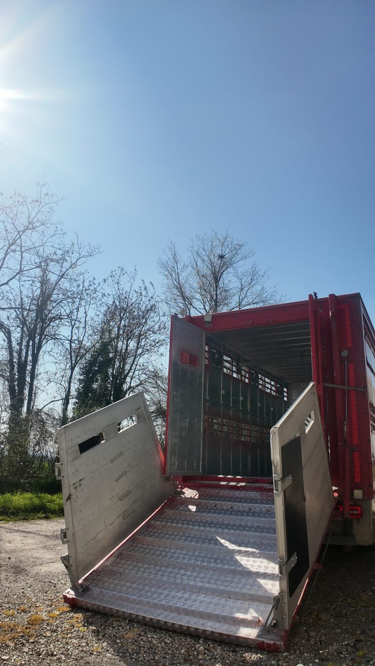 camion-trasporto-bovini-rampa