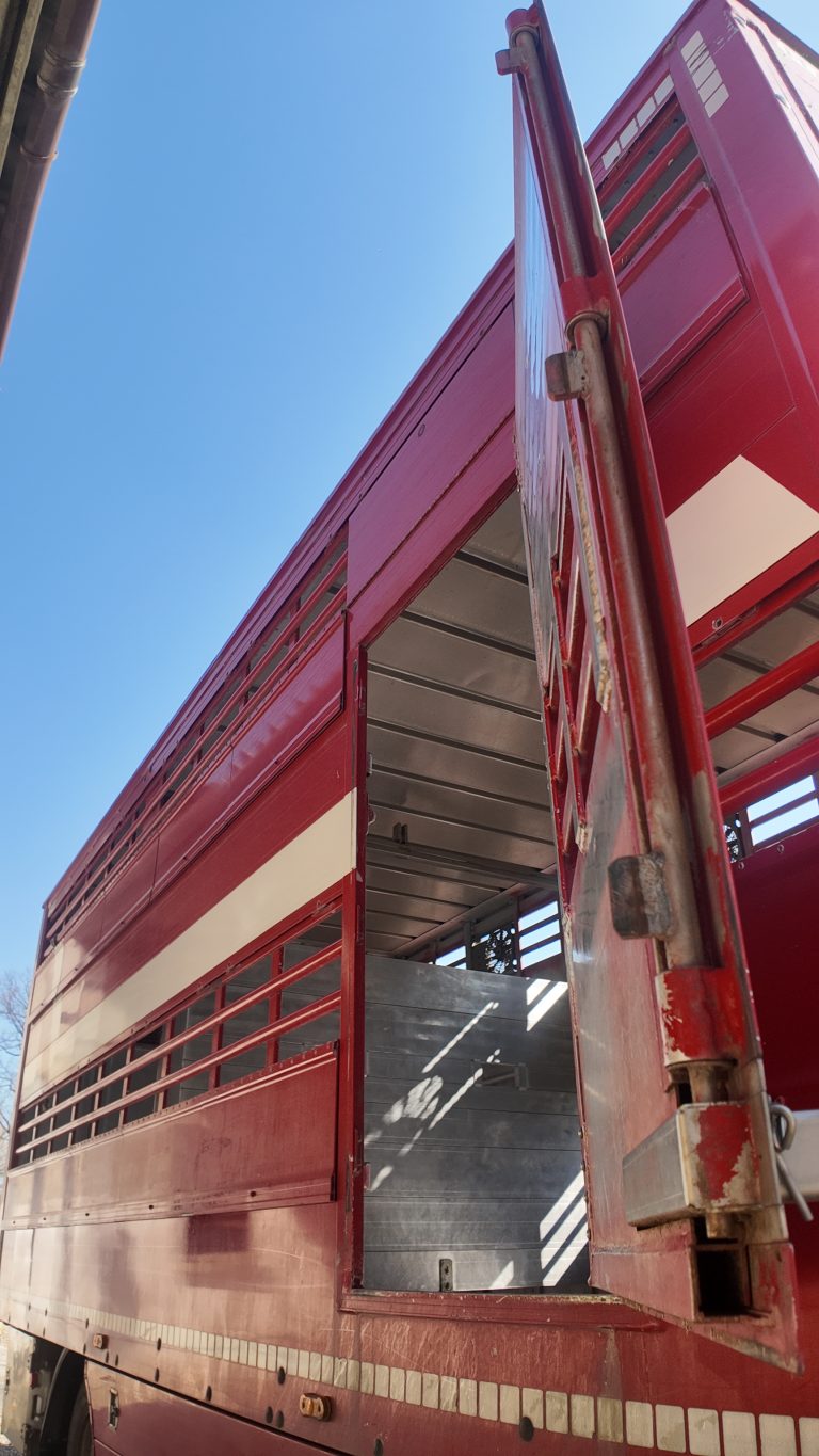 camion-trasporto-bovini-porta