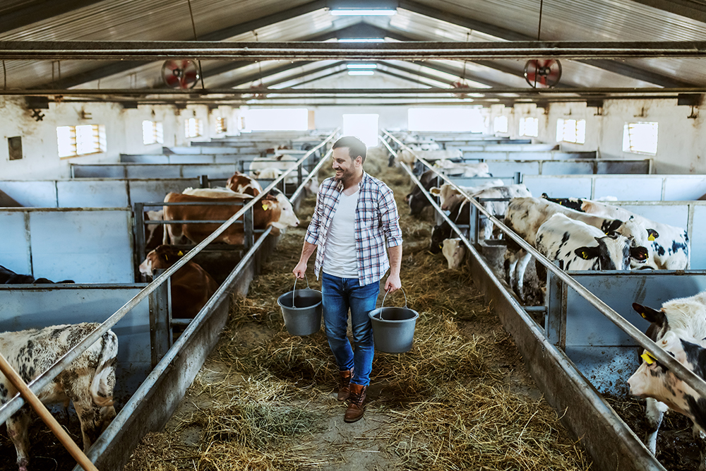 zootecnia-sostenibile-redditivita-allevamento-bovini