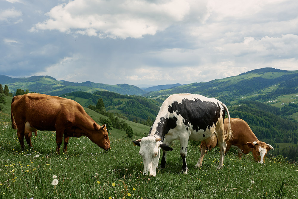 Bovini da latte alimentati con dieta bilanciata in allevamento Euro Holstein