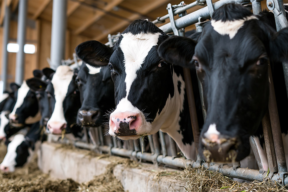 Vacca di razza Holstein in un allevamento professionale di bovini da latte