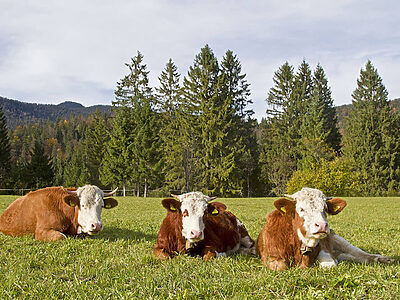 bovini-latte-razza-fleckvieh-sdraiate